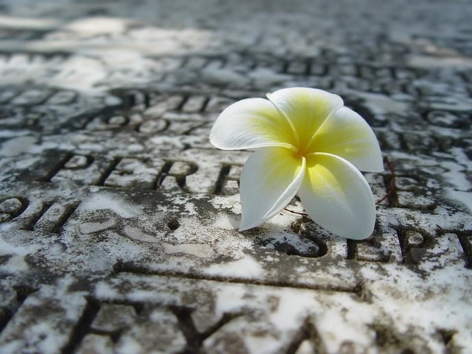 Small yellow flower on the stone