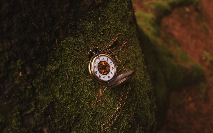 Small clock on a moss of a tree - HD wallpaper