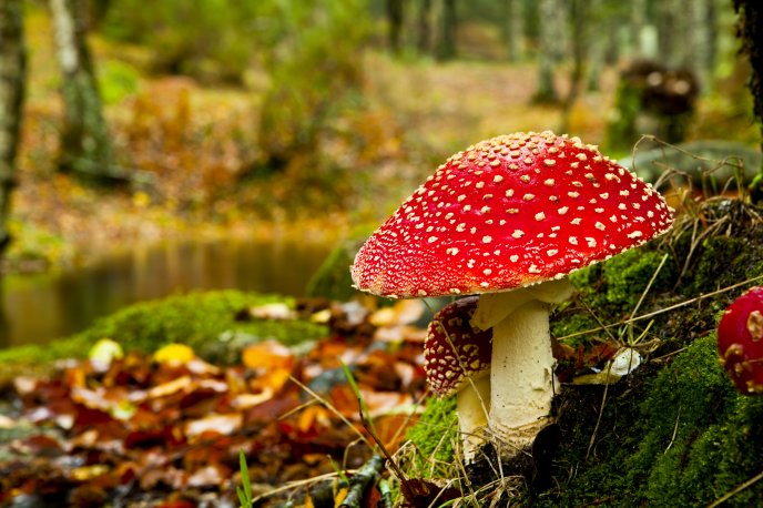Poisonous red mushroom in the forest - autumn time