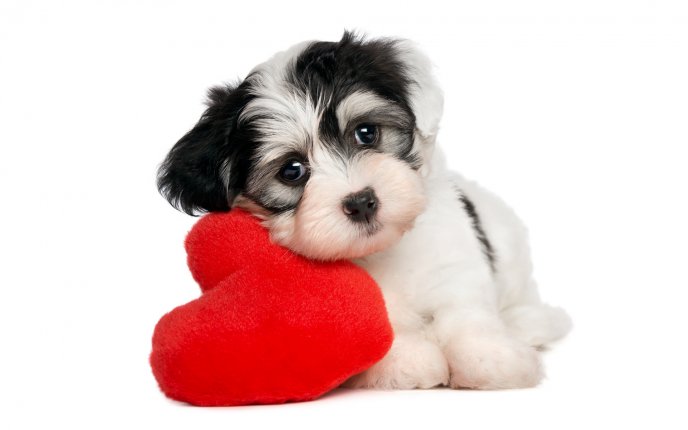 Little sweet puppy and his toy - a fluffy red heart