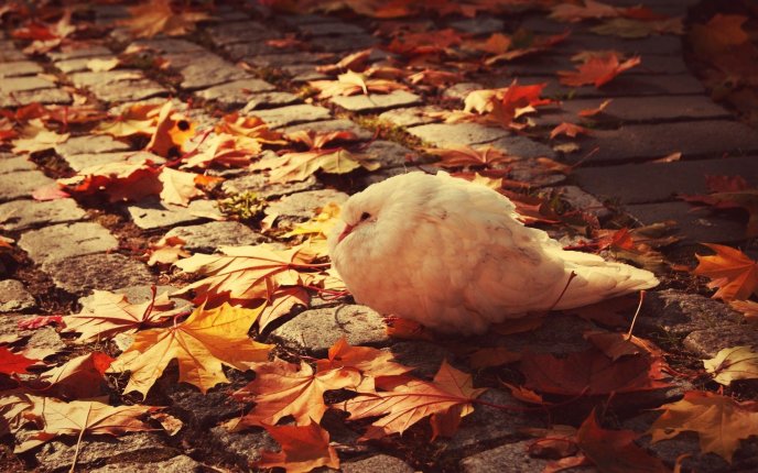 A white dove freezing - cold autumn season