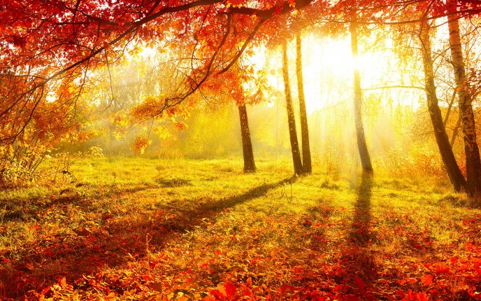 Hot sun of autumn - beautiful light in the forest