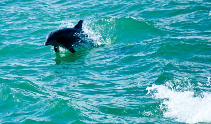 Beautiful animal - the dolphin jump in the water