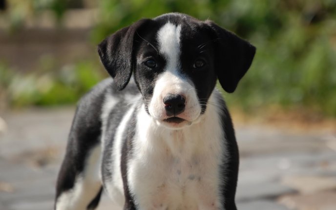 Beautiful black and white dog - sweet animal