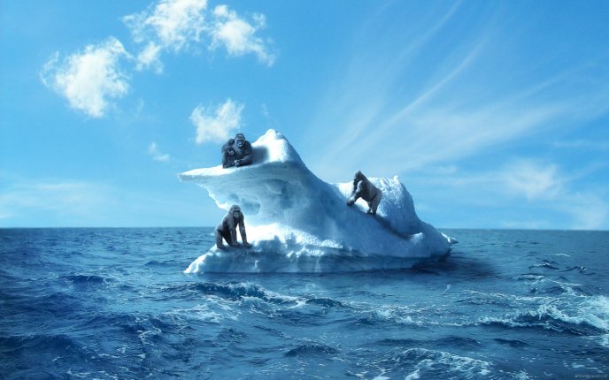 Three monkey on an iceberg in the middle of the cold water