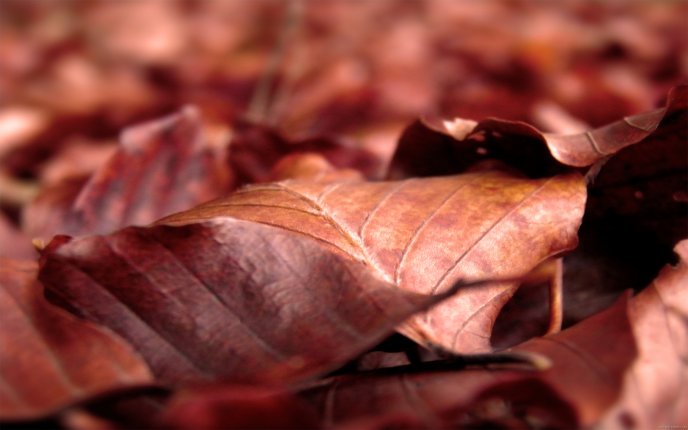 Fantastic season - autumn symbol the carpet of leaves