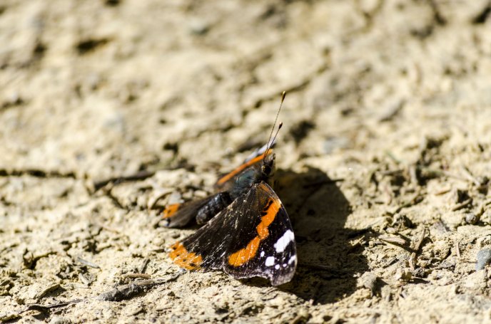A Red Admiral (Vanessa atalanta) butterfly in autumn