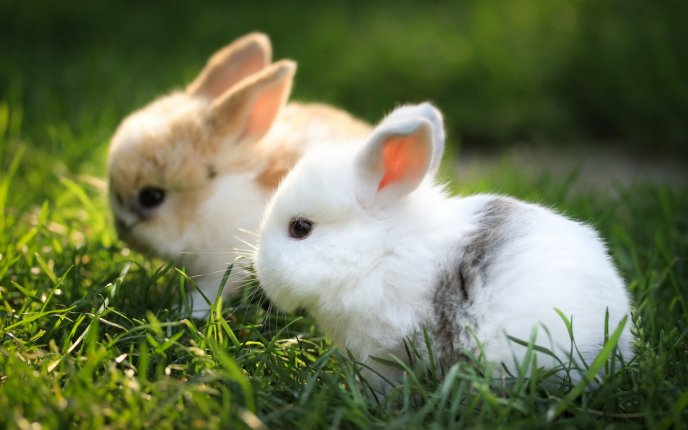 Sweet little bunnies in the garden - HD wallpaper