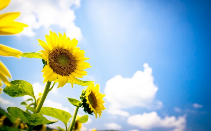 Yellow sunflowers in the beautiful light of sun