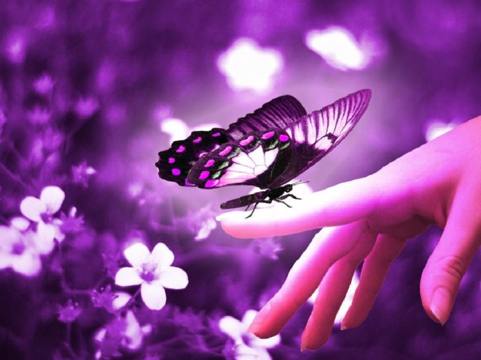 The love of a Butterfly - HD purple wallpaper