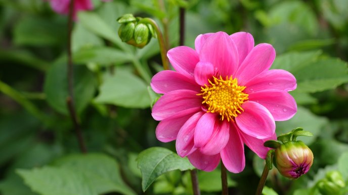 Beautiful pink flower - fresh morning in the garden