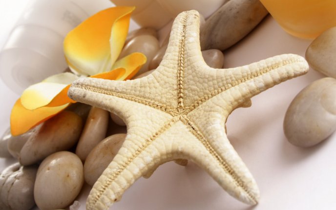Beautiful starfish, stones and flowers - HD wallpaper