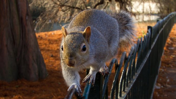 Big funny squirrel on a fence in park