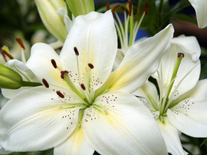 Beautiful white flower - Imperial Lily - macro HD wallpaper