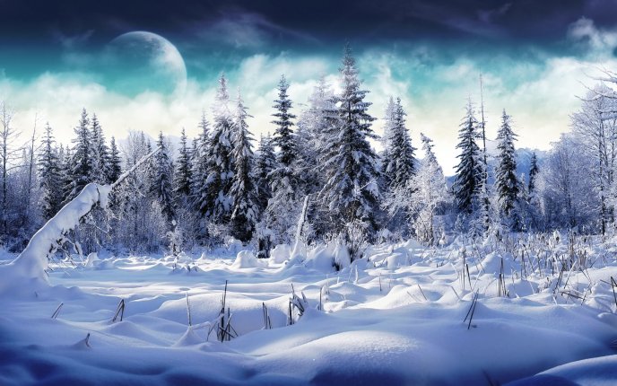Winter season - white cold nature