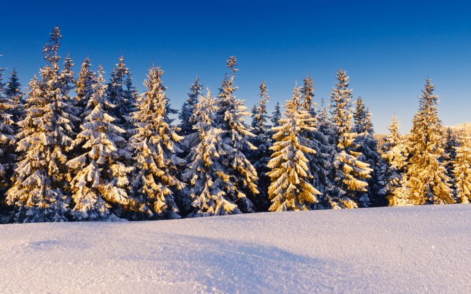White pine forest - shiny snow