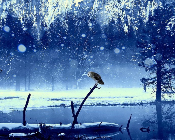 Little owl on a frozen branch  - winter time