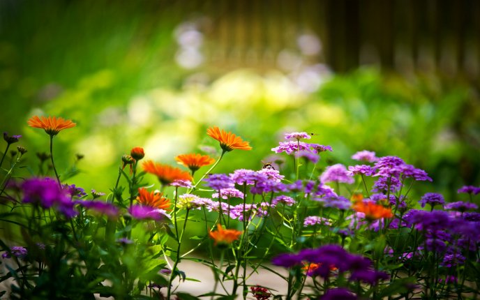 Little spring flowers on the garden - HD wallpaper