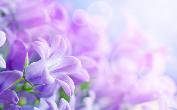 Beautiful purple spring flowers - HD wallpaper