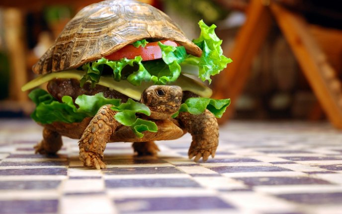 Delicious sandwich - funny turtle - abstract HD wallpaper