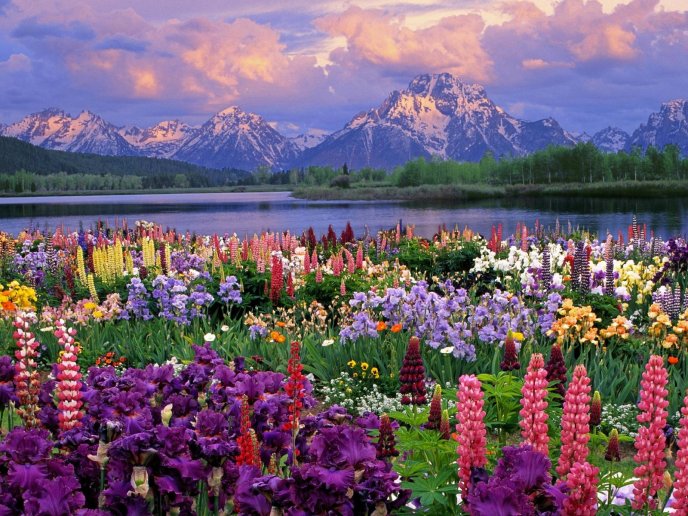 Wonderful colors of spring - HD nature wallpaper