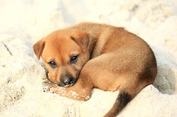Brown puppy play with sand - HD wallpaper