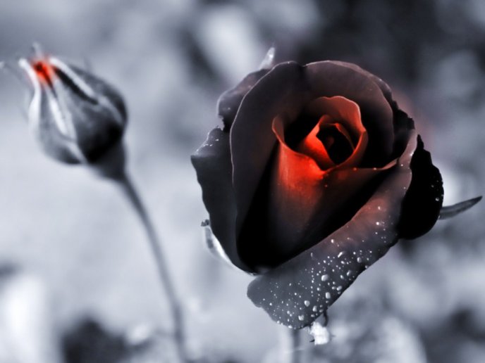 Black and red rose - wonderful romantic flower