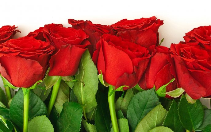 Natural flowers - bouquet of red roses