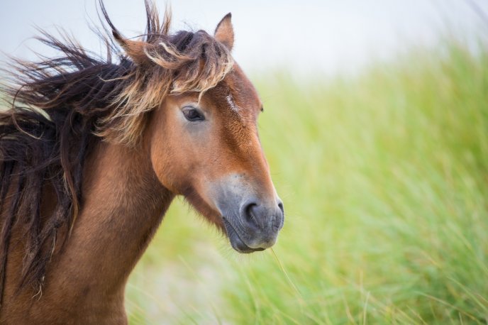 Beautiful brown horse in wind - HD free wallpaper