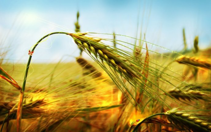 Golden ear of wheat - macro HD wallpaper