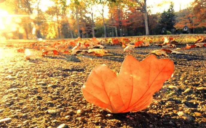 Beautiful autumn leaf in the sunlight