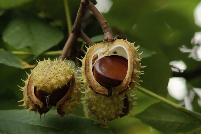 Chestnuts shell - nature and fruits