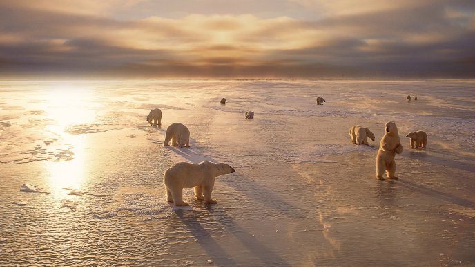Polar bears walking on the ice - HD winter wallpaper