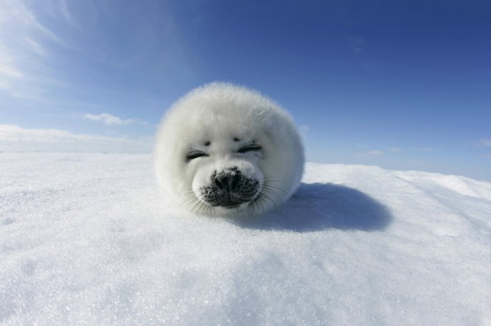 Little white seal - fluffy sweet animal