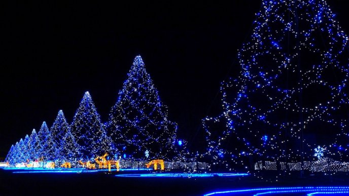 Blue Christmas trees - magic night