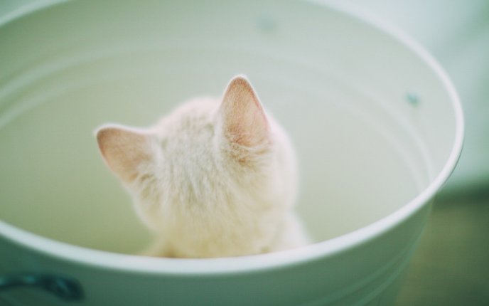 Little white cat inside the cup