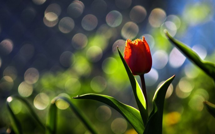 Red tulip on a beautiful spring season