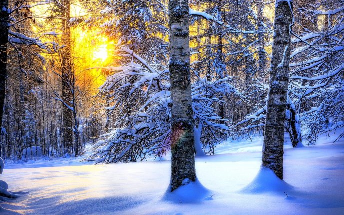 Sun through the snowy trees - HD wallpaper