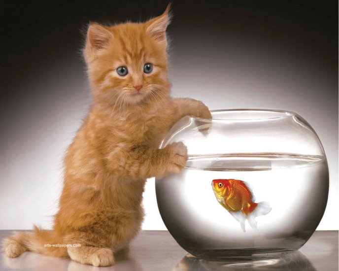 Little golden cat and the fish - HD wallpaper