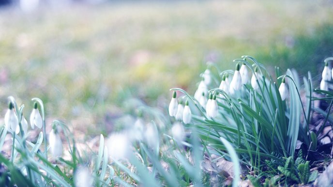 The symbol of spring - beautiful snowdrops