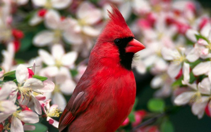 Red bird between white flowers