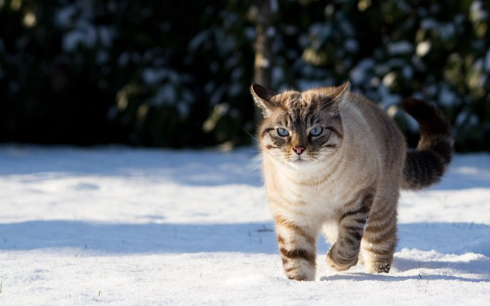 The cat walks through the snow