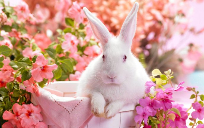 White rabbit with red eyes in a basket between pink flowers