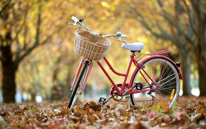 Red bicycle with a basket in front of the handlebar