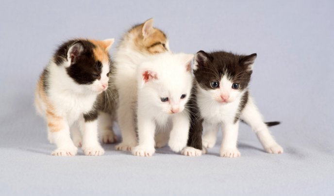 Four little cute cats - Animals Wallpaper