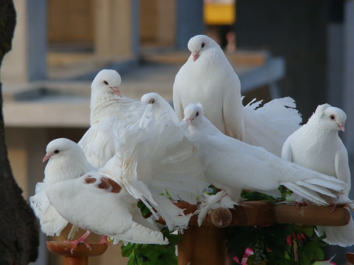 Many white pigeons on the flowers support