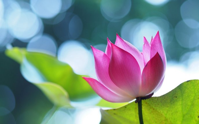 Pink flower - Lotus beautiful flower