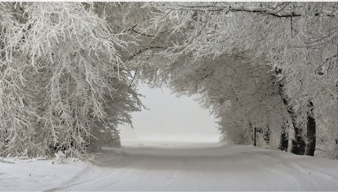 A tunnel of trees with snow - White tunnel