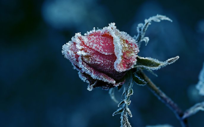 Frozen red rose - Winter time