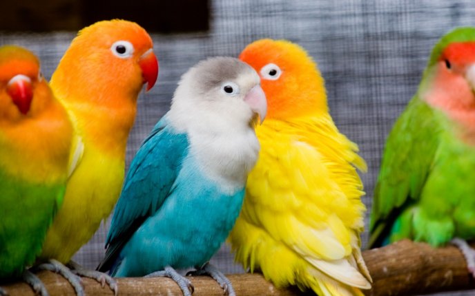 Beautiful little colorful parrots - Sweet birds